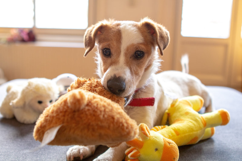 El perrito se acuesta, abraza y mordisquea sus juguetes de peluche, que también se pueden utilizar como juguetes arrojadizos.
