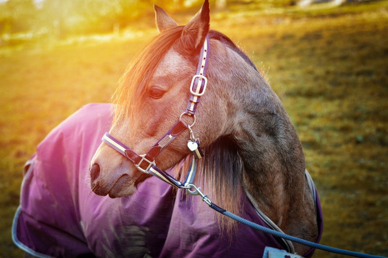 Manta para caballos: prueba, comparativa y guía de compra