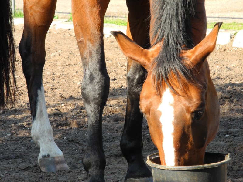 Muesli de caballo: prueba, comparación y guía del comprador