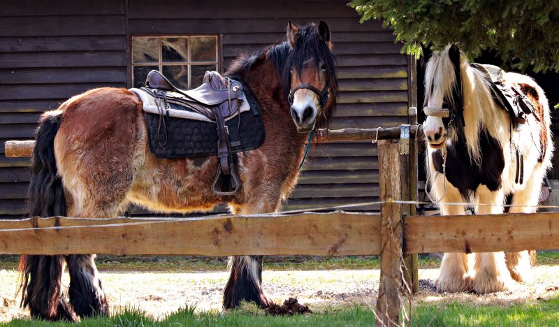 Silla de montar Pony: prueba, comparación y guía del comprador.