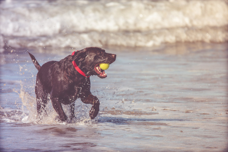 Labrador Retriever en el agua con un juguete arrojadizo en la boca.