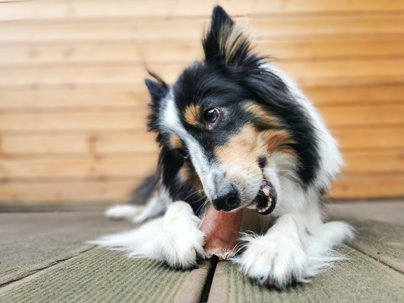 Orejas De Cerdo para perros: Prueba, Comparación Y Guía De Compra