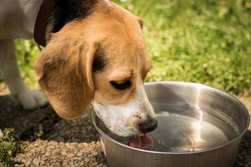 Un perro bebe agua de un cuenco.