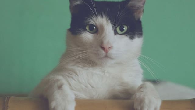 ¿Cuánto Debe Comer Un Gato? 2023