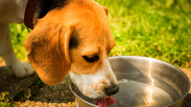 bebiendo-agua-para-perros