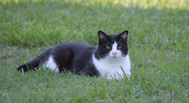 El gato blanco y negro: información, imágenes y características