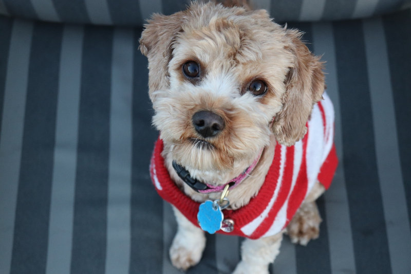 Suéter para perros: prueba, comparativa y guía de compra