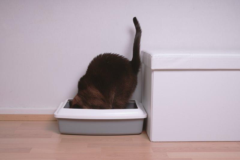 Guía de prueba, comparación y compra de cajas de arena para gatos