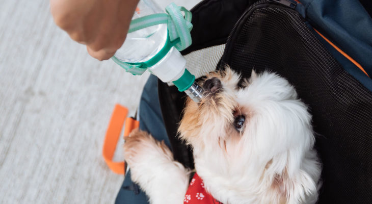 Las 7 mejores botellas de agua para perros