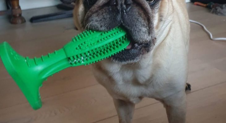 Los 7 mejores cepillos de dientes para perros