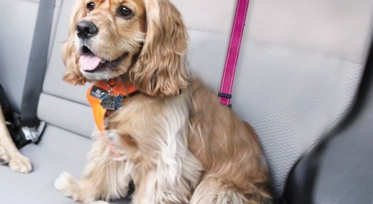 Los 7 mejores cinturones de seguridad para perros
