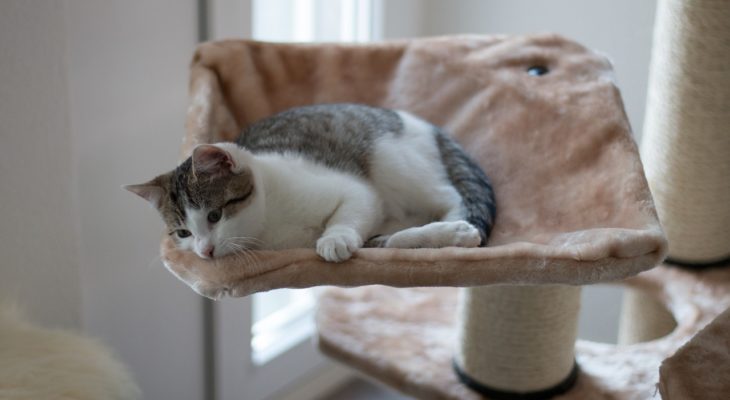Los 8 mejores postes rascadores para gatos