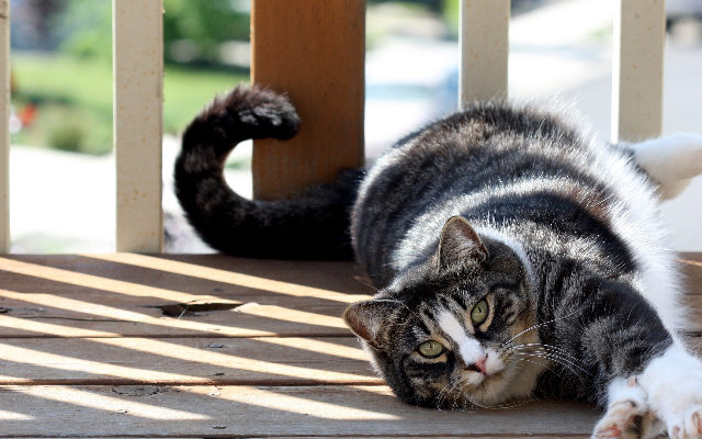 Moggy cat: información, imágenes y características