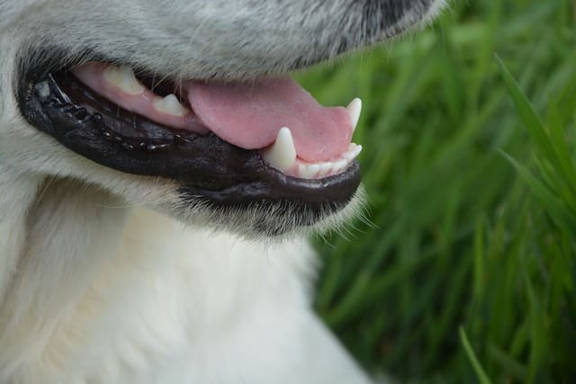 ¿Por qué un perro adulto pierde los dientes?