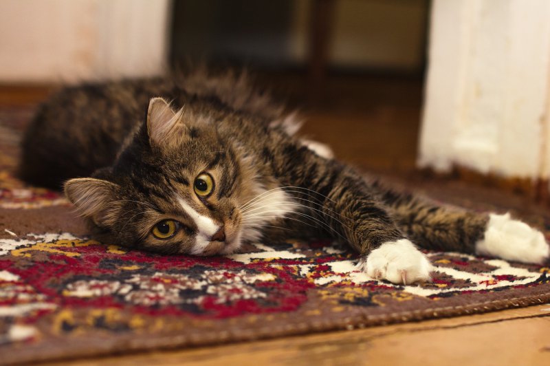 Un gato yace sobre una alfombra y se estira.