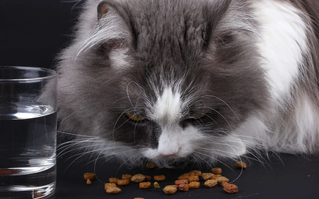 ¿Cuándo cambiar a la comida para gatos adultos?