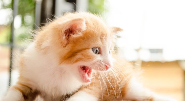 ¿Por qué un gato se vuelve agresivo?
